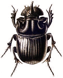 243x300 Dung Beetle Tattoo