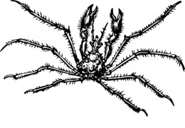 260x180 Crab, Illustration, Drawing, Food, Turtle, Sketch Png Clipart Free