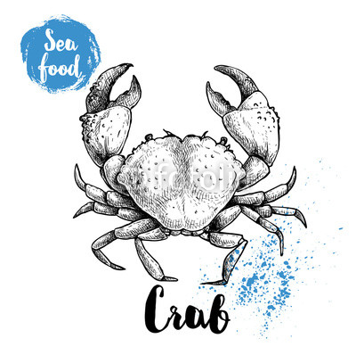 400x398 Hand Drawn Sketch Crab With Big Claws Seafood Vector Illustration