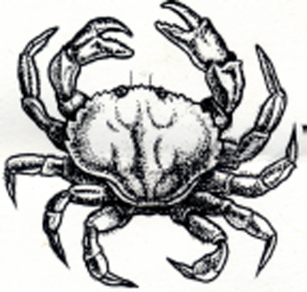 432x411 winchester bay's annual crab bounty hunt