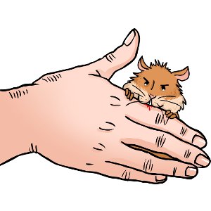 300x300 Why Do Hamsters Bite The Hamster House