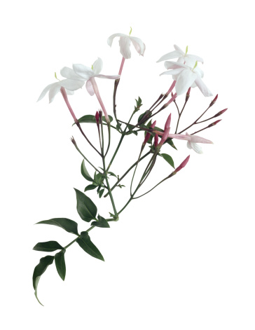 364x471 Why Does My Jasmine Plant Look Dead After The Winter Hunker