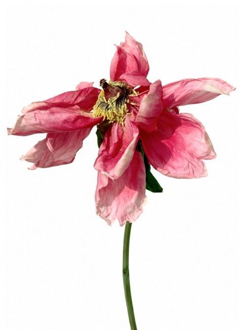 483x650 french artist rachel photographs flowers that are past their