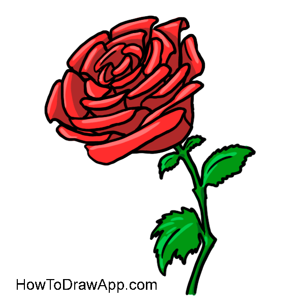 600x600 Learn How To Draw A Rose Step
