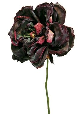 266x377 romeo juliet