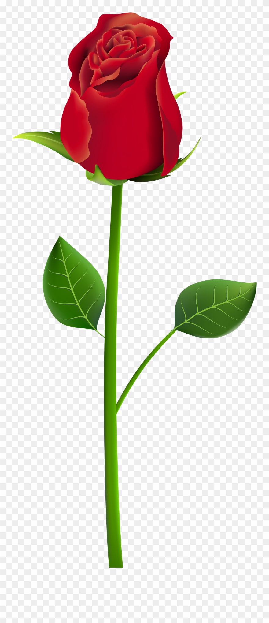 880x2036 Rose Png Clip Art Transparent Image
