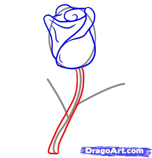 503x525 Draw A Rose, Step
