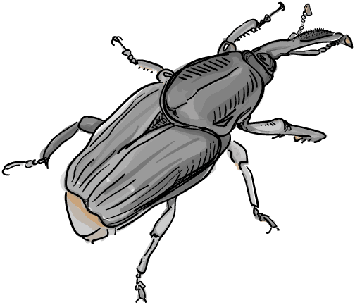 504x433 palm trees are dying in los angeles ally levine