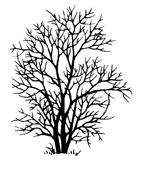 509x600 American Mountain Ash