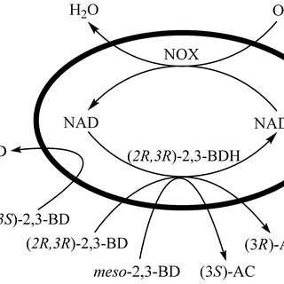 320x320 A Recombinant E Coli Whole Cell Biocatalyst With Bdh