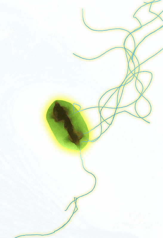 546x799 In The Online Store Save E Coli Art Print Accessory How