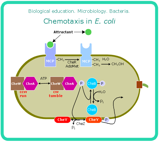 559x499 Microbiological Diagram Sample Chemotaxis In E Coli Science