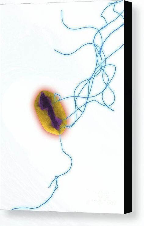 472x740 perfect manufacturing genuine e coli canvas print shiny