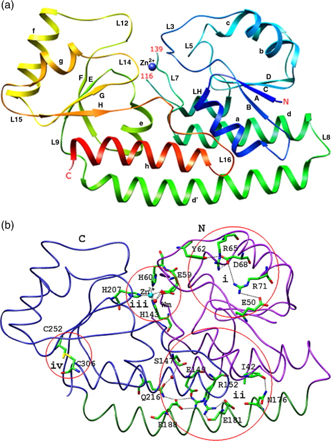 667x889 Ribbon Diagram Of The Overall Structure Of Znua From E Coli