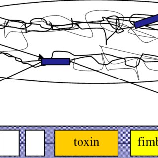 320x320 Schematic Drawing Of A Pathogenic E Coli Chromosome