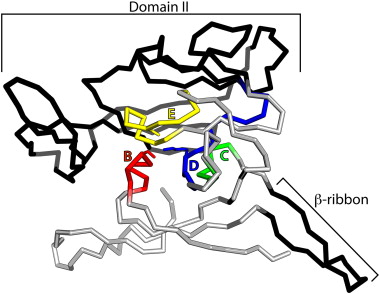 380x294 structure and mechanism of escherichia coli type i signal