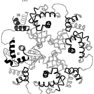 320x320 Structure Of E Coli Ruva