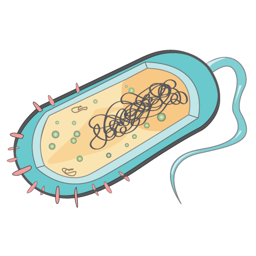 E Coli Drawing | Free download on ClipArtMag