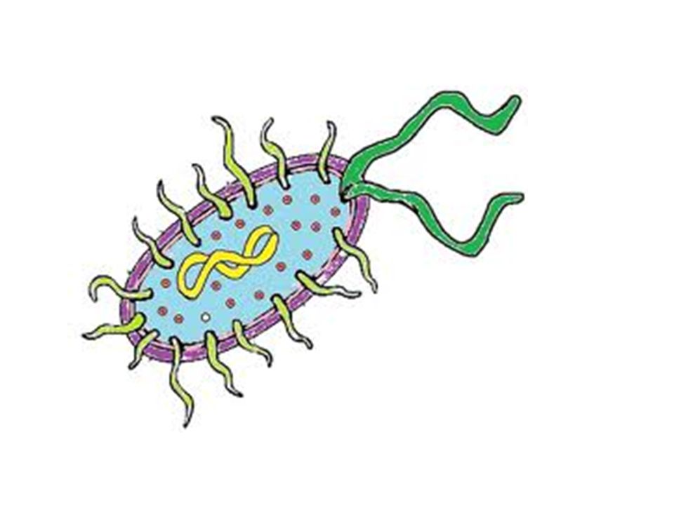 960x720 Draw And Label A Diagram Of The Ultrastructure Of Escherichia Coli