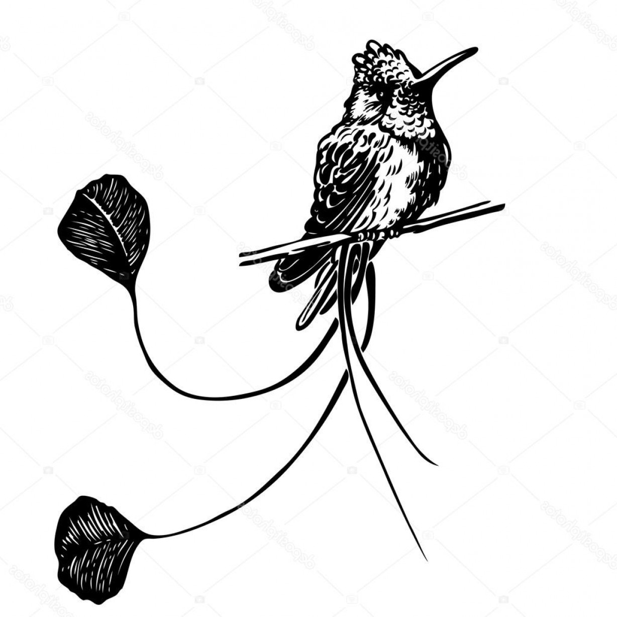 1228x1228 Stock Illustration Black And White Draw Eagle Lazttweet