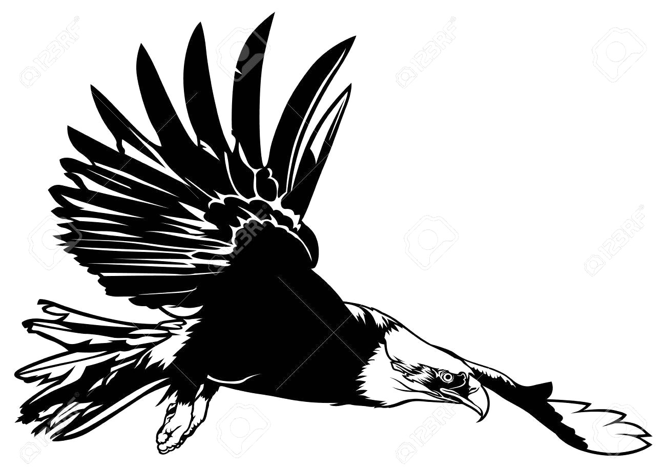 1300x918 Flying Bald Eagle Black Outline Illustration Vector