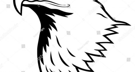 471x250 Big Bald Eagle Drawing Sketches Cartoon Directed Cute Feather