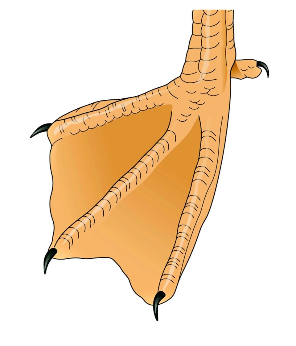 960x1121 Eagle Claw Drawing Bird Claws Clipart Clipart Free