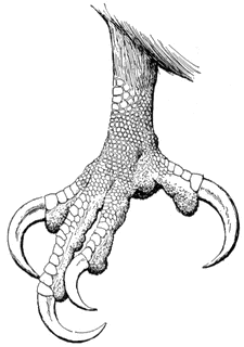 225x320 Claw Of A Bald Eagle Clipart Etc