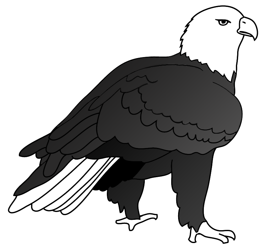 850x794 Bald Eagle Drawings