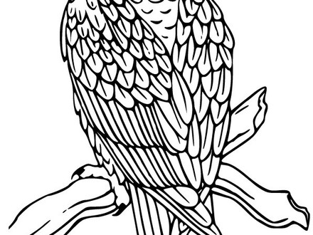 440x330 Free Coloring Pages Of Bald Eagle Drawing, Eagle Color Pages