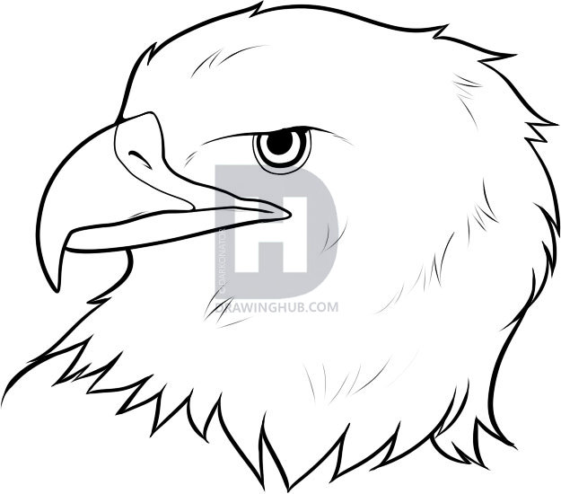 625x550 How To Draw An Eagle Head, Step