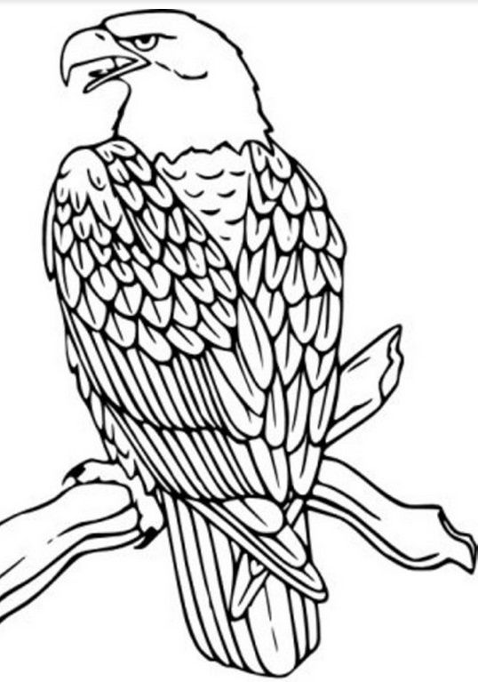 538x767 Of July To Color Eagle Drawing, Bird