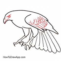 250x250 Drawing Eagles Step By, Picture