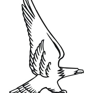 300x300 Fresh How To Draw A Bald Eagle