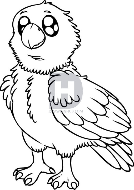 509x720 How To Draw A Eagle, Step