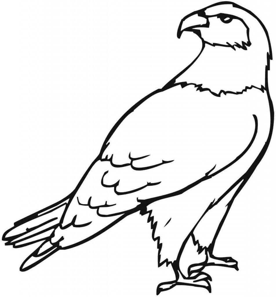 952x1024 Eagle Coloring Pages For Adults Chic Pictures Of Eagles