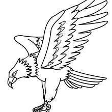 220x220 Eagle Picture Coloring Pages