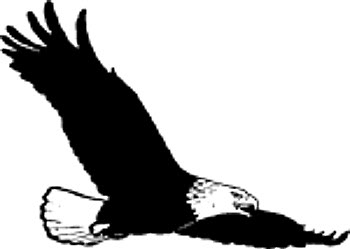 350x249 Eagle Drawing Photo