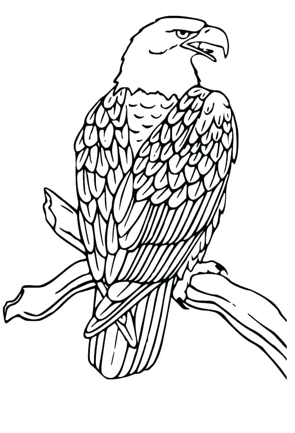 600x879 Eagle For Coloring Eagle Drawing Coloring Pages Print Coloring