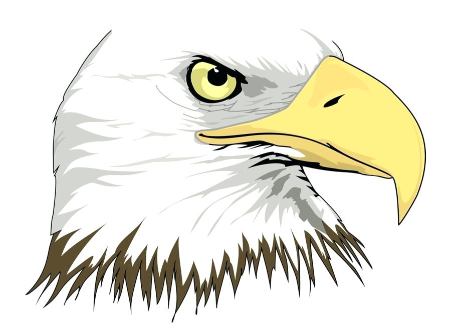 900x660 Bald Eagle Drawing Mattlatham