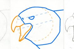 236x157 Bald Eagle Drawing Pictures Outline American Free Color Big Black