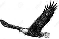 236x157 Bald Eagle Drawing Pictures Outline Sketches Images American Flag