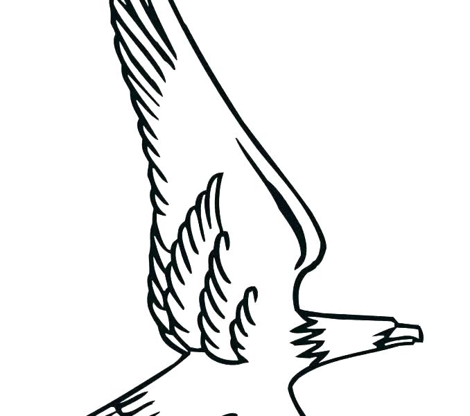 678x600 Eagle Pictures To Color