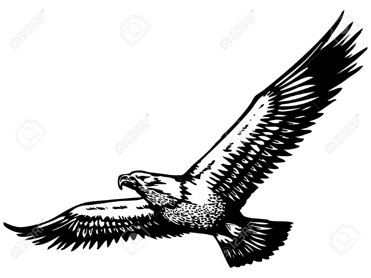 Eagle Flying Drawing