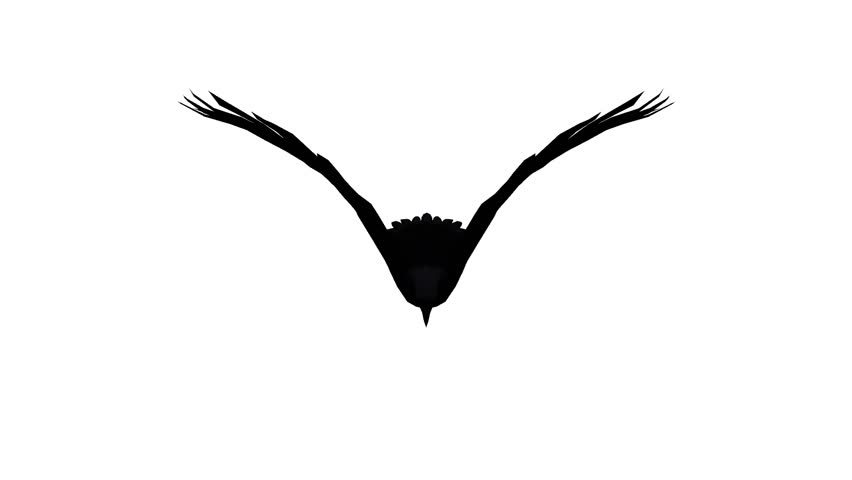 852x480 Eagle Inciting Wings Flying In Stock Footage Video