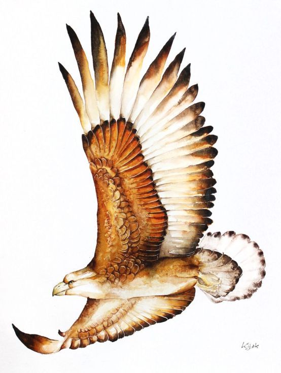 554x735 Flying Eagle Animals! Eagle Drawing, Flying