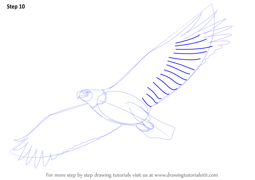 844x596 Learn How To Draw An Eagle Flying