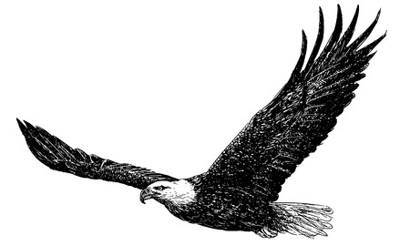 450x270 Bald Eagle Flying Hand Draw Monochrome On White Background