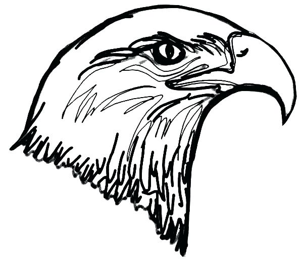 600x524 Bald Eagle Head Drawing Outline Free Coloring Page