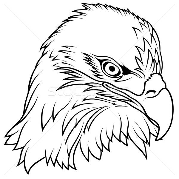 600x600 Bald Eagle Head Vector Illustration Roman Dekan